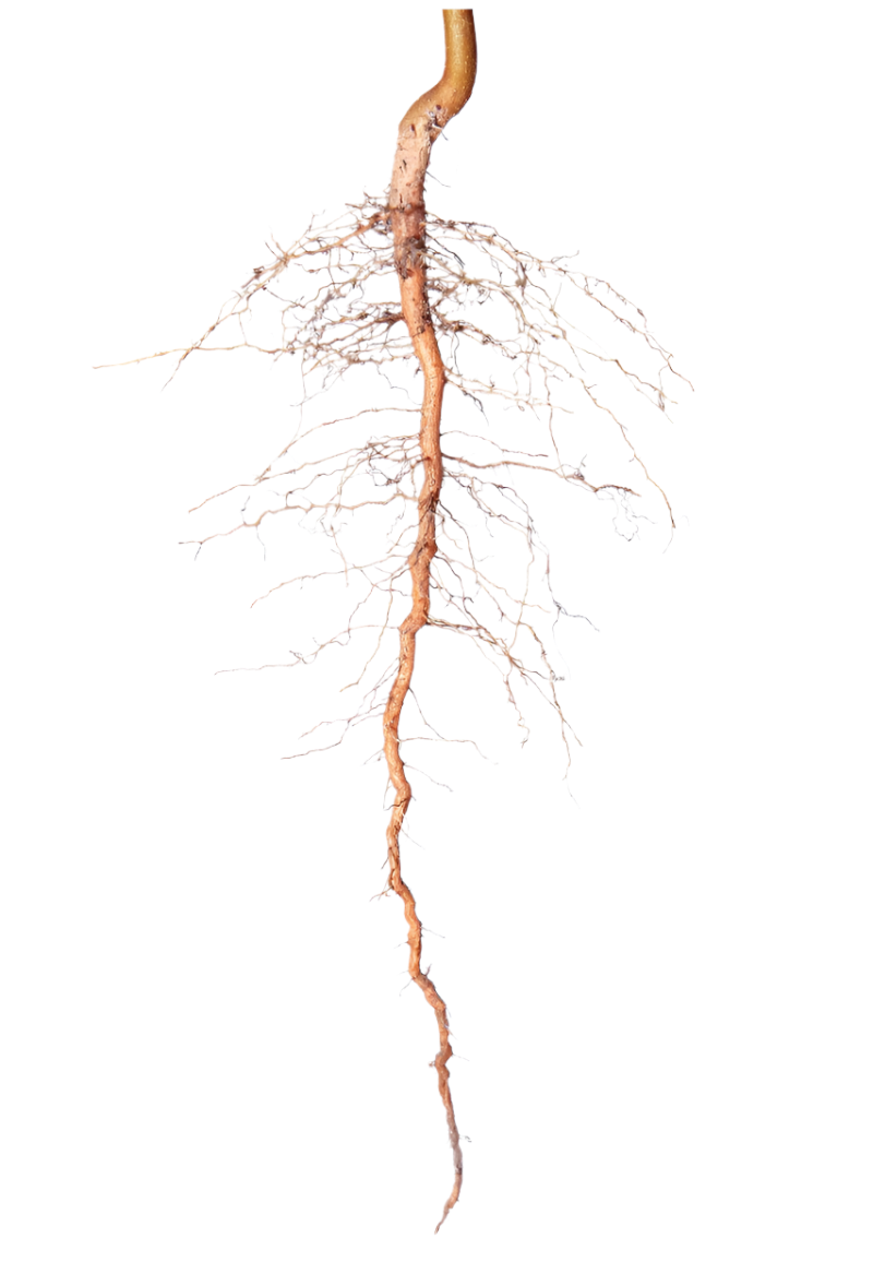Heal from the Core