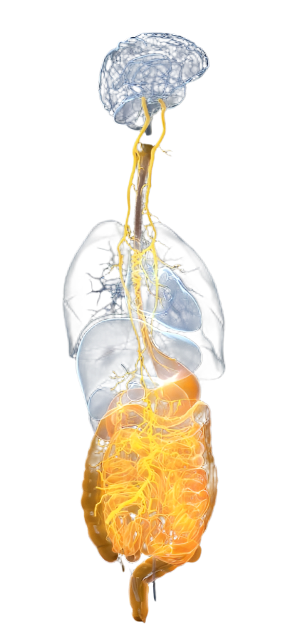 Synaptic Integrity